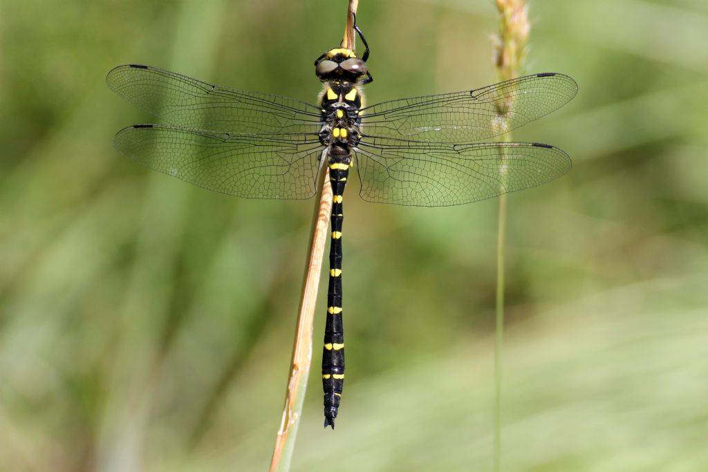 Cordulegaster bidentata?